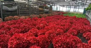 Red preserved hydrangea single stem wholesale dried flower for home decor greenhouse bulk supply