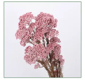 Beautiful pink preserved rice flowers for dried floral arrangements home decor DIY craft materials.