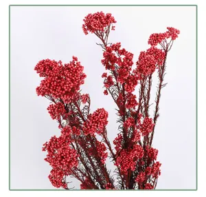 Red preserved rice flower detail, natural dry floral bouquet for home decor and DIY crafts.