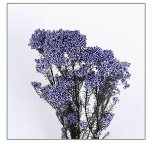 Close-up details of natural dried rice flower bouquet with dense tiny floral heads for decor.