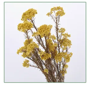 Closeup of yellow dried rice flowers, perfect for home decor, DIY floral arrangements.