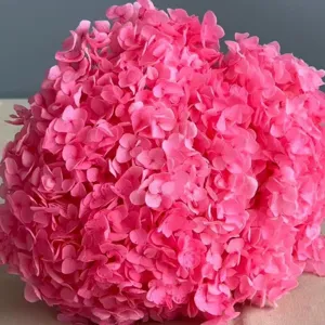 Primo piano della vivace testa di fiore di ortensia rosa conservata, ideale per composizioni.