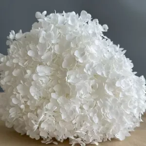 Dettaglio primo piano testa di fiore ortensia stabilizzata bianca decoro casa 1pz