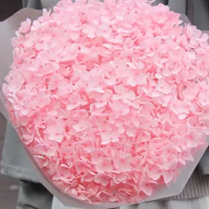 Bouquet di ortensie rosa stabilizzate, bellissimo fiore secco per decorazioni e regali.