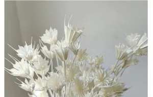 Close-up detail of white dried flowers, perfect for retro floral arrangement and DIY crafts.
