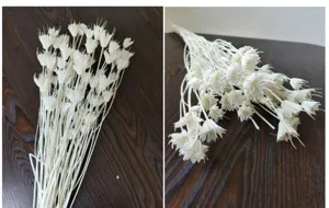 Dried flower detail shot, white botanical decor material, perfect for DIY craft and floral arrangement.