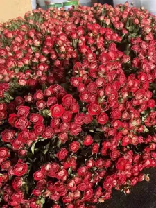 Bulk preserved red miniature dried roses for DIY crafts and floral arrangement supplies.