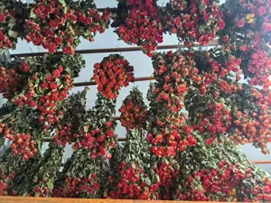 Detailed view of bulk dried red roses hanging for natural air drying process in production.