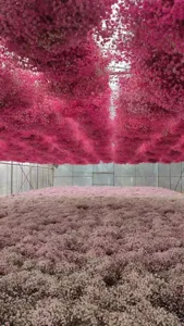 Wholesale dried baby's breath flowers bulk pink gypsophila for wedding and home decor.