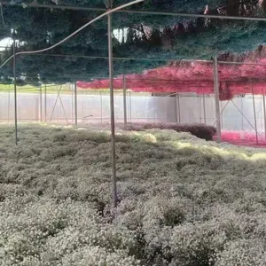 Fresh Gypsophila baby's breath flowers cultivation field view, ideal for floral decor and DIY.