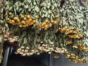 Natural dried yellow rose bunches hanging for DIY crafts and wholesale floral supplies.