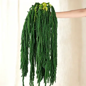 Green dried hanging amaranth flowers preserved floral decor for wedding party and festival.