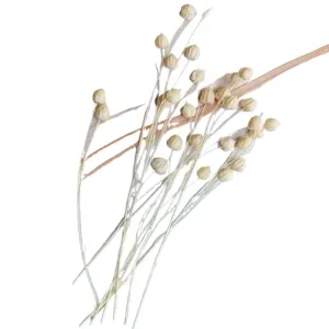 Dried flax flowers natural botanical stems for DIY floral arrangements home decor crafts