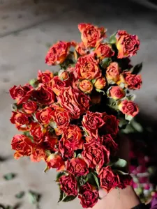 Close-up detail of dried rose flower heads bouquet, perfect for DIY crafts and home decor.