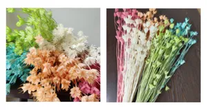 Detailed view of colorful dried star flowers, perfect for rustic floral arrangements and DIY crafts.