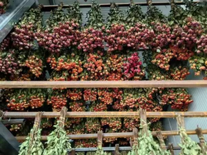 Dried rose flower bunches hanging in workshop, perfect for DIY crafts, floral arrangements, gifts.