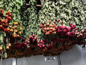 Natural dried rose flower bunches, perfect for DIY craft, home decor, and wedding gifts.