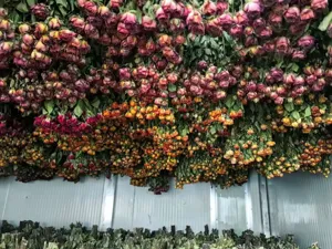 Detail shot of hanging dried roses and stems, natural bulk floral material for DIY crafts.