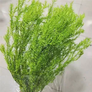 Close up view of green preserved foliage bundle, natural plant detail for floral arrangement.