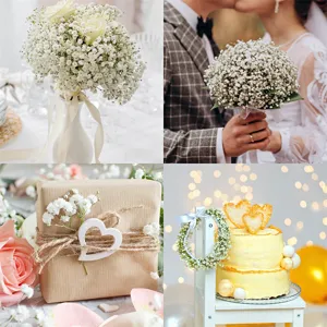 Natural dried baby's breath flowers for wedding bouquets, gift wrapping, and home decor DIY.