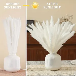 White pampas grass dried flowers bouquet with white ceramic vase for home room decor.