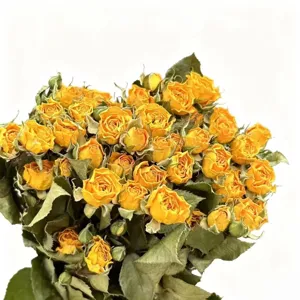 Natural dried yellow rose bouquet, preserved real flowers for home decor and DIY crafting.
