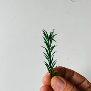 Preserved Eucalyptus Miniature Branch Green Plant Foliage Dried Flower Aromatherapy DIY Craft
