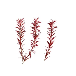 Preserved mini red eucalyptus branches dried plant stems for DIY aromatherapy crafts 7-15cm