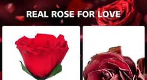 Detailansicht der konservierten roten Rose, ewiger Blumenstrauß für romantische Feste.