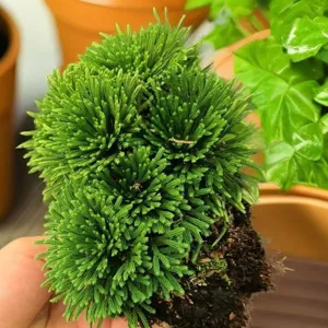 Detail view of fresh resurrection plant Selaginella with green foliage and roots for home garden.