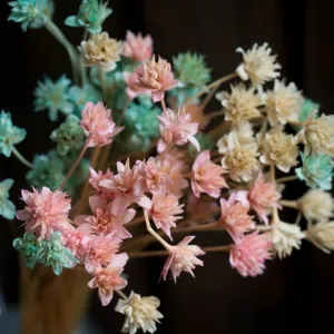 Natural Dried Flowers Small Mountain Flowers Preserved Flowers Home Decor Photography Props Real Daisies Bunch