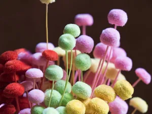 Close up detail of colorful mini fluffy button flowers for DIY craft and floral arrangement.