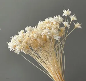 Natural dried star flowers bouquet for home decor photography props, white rustic floral arrangement.