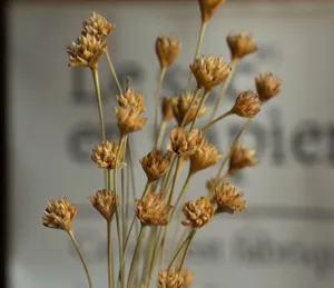 Natural dried small flowers bouquet rustic home decoration photography props style
