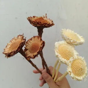 Natural Dried Flower Natural Color White Stem Plant Decor For Picture Frame DIY Craft Floral Home Decoration