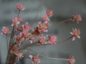 Natural pink dried small mountain flowers for rustic home decor and photography props.