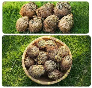 Dried resurrection plant selaginella fern green plant decor home garden detail view.