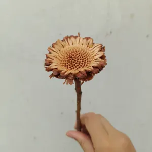 Natural dried flower stem for DIY crafts, floral arrangement and home decor projects.