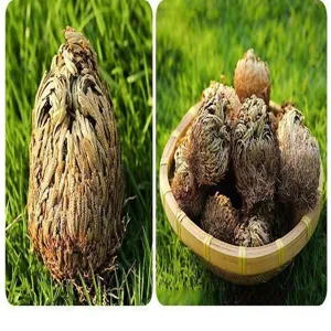 Resurrection plant dried spikemoss magic plant phoenix grass dry moss for home decor