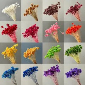 Dried star flowers colorful natural daisy bouquet home decor photography props set