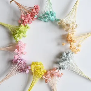 Colorful natural dried flowers preserved flowers for home decor DIY crafts floral arrangements.