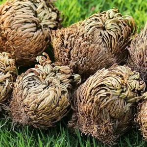 Detailed view of natural dry resurrection plant clusters showing unique curled texture for decor.