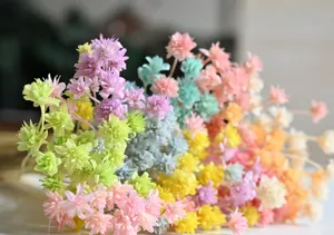 Colorful dried star flowers close up view, perfect for DIY crafts and home floral decor.