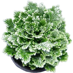 Green resurrection plant potted selaginella fern detailed view, beautiful natural foliage.