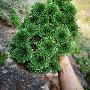 Detailed view of fresh green resurrection plant cluster, natural selaginella foliage detail
