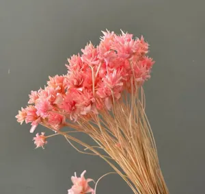 Natural pink dried flower detail close up, pastoral home decor photography prop bouquet.