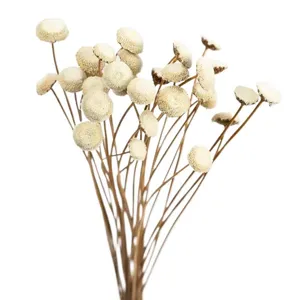 Mini dried button flowers bouquet natural craspedia balls for DIY crafts home decor main view