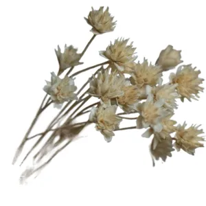 Natural dried small flowers for pastoral home decoration and aesthetic photography props.