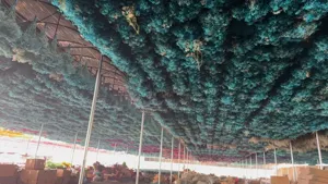 Detailed view of large-scale wholesale dried baby's breath flowers hanging in a greenhouse.