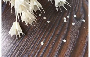 Natural dried white star flowers for retro floral arrangement, DIY craft material, 1er pack.